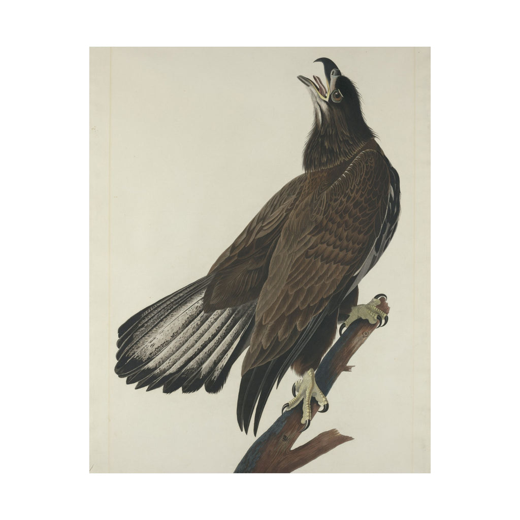Audubon Bald Eagle Art Print