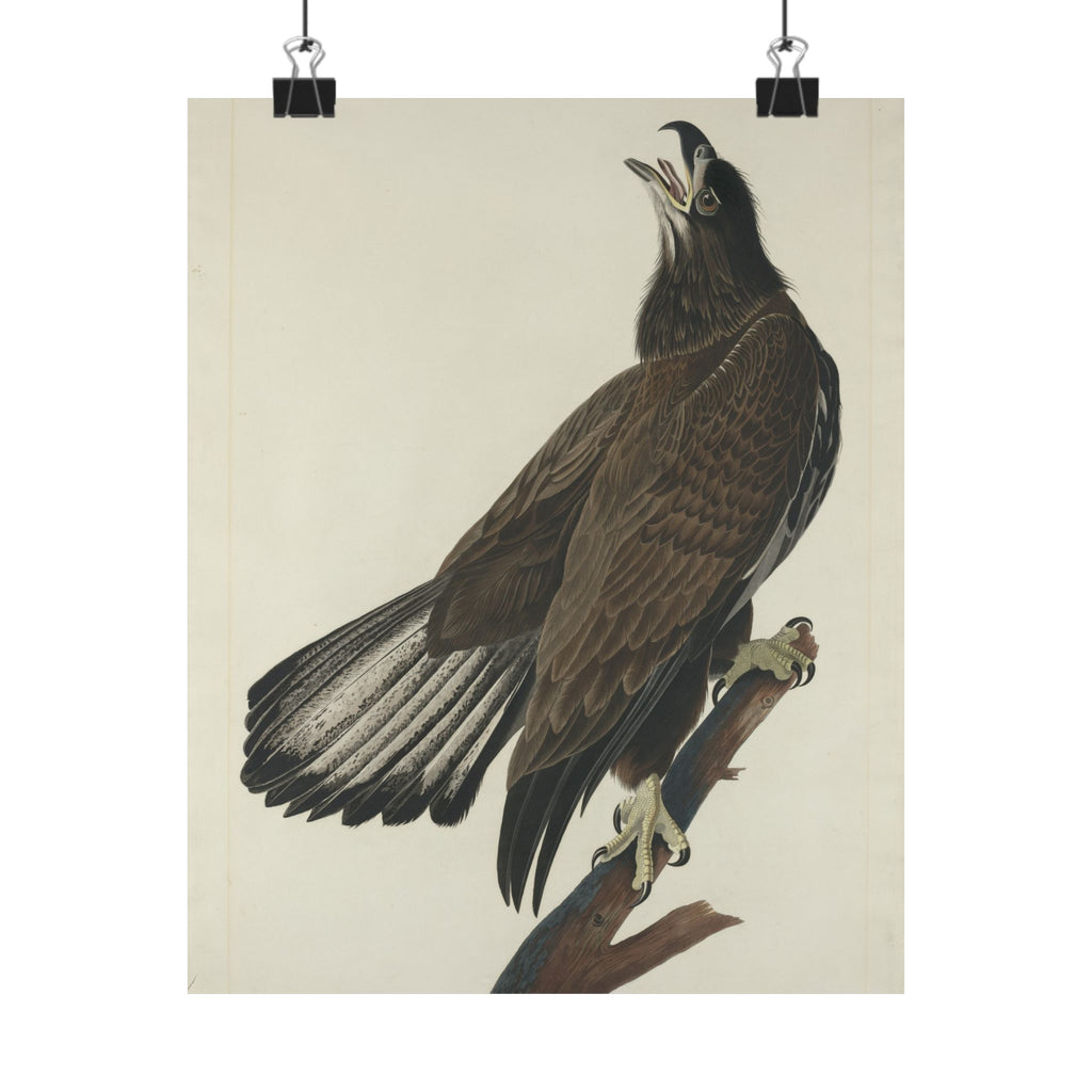 Audubon Bald Eagle Art Print