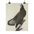 Audubon Bald Eagle Art Print